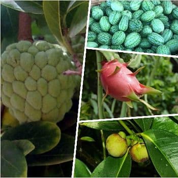 frutas tropicales raras