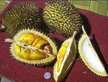 el durian fruta propiedades