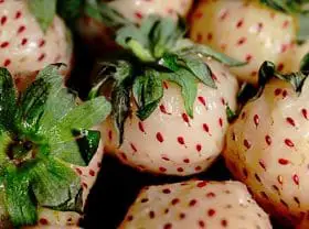pineberries caracteristicas