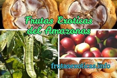 frutas exoticas amazonas
