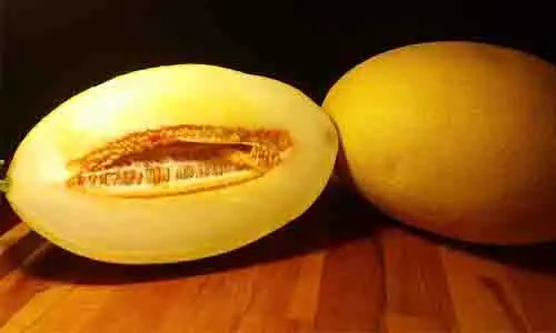 variedades de melon caracteristicas