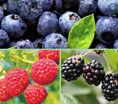 Frutas recomendadas para la tiroides