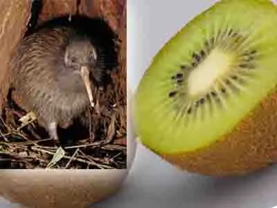 Tipos de kiwi
