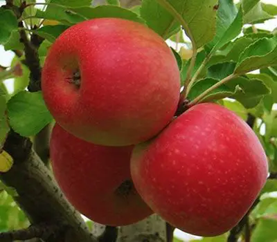 propiedades de la manzana para la digestion