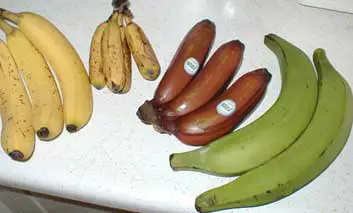 tipos de banana para que sirve