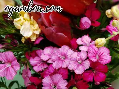 florerias en hermosillo las 24 horas