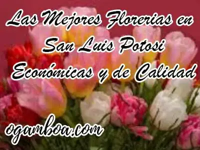 Ø】Las 10 Mejores florerias en San Luis Potosi Económicas