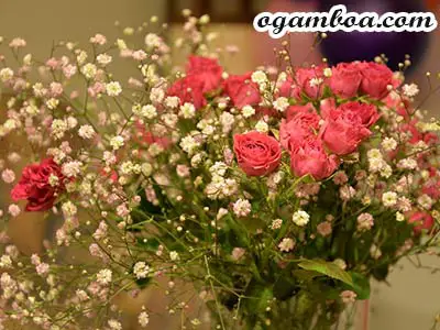 mejores florerias en Toluca domicilio 24 horas
