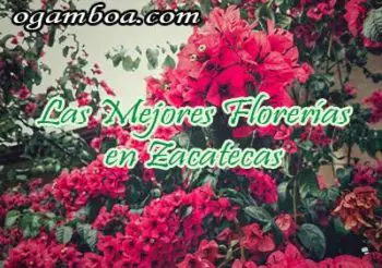 mejores florerias a domicilio en zacatecas