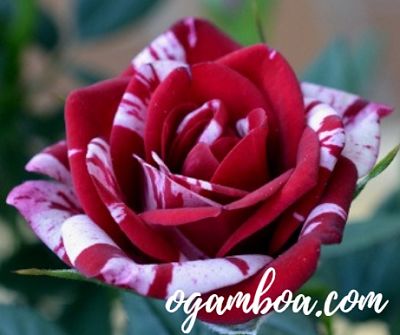 significado de los colores de las rosas