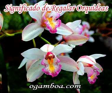 el significado de regalar orquideas segun su color