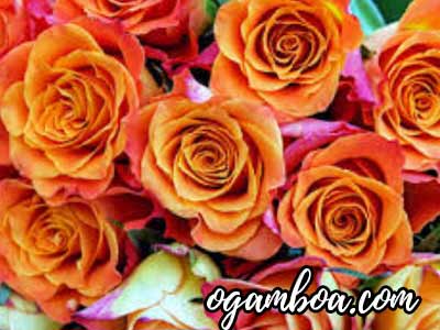 envío de flores a domicilio en Tampico