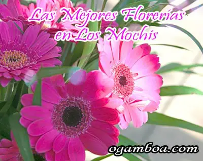 arreglos florales en Los Mochis
