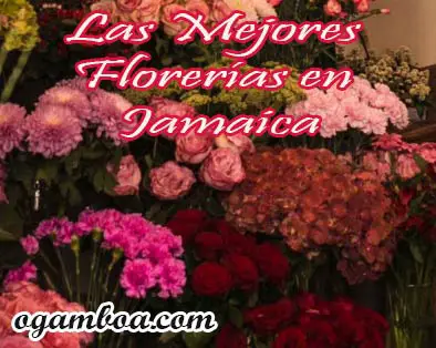 mejores florerias en el mercado de jamaica df