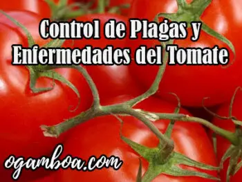 Control de Plagas y enfermedades del Tomate
