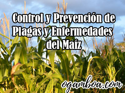 Prevención de plagas y enfermedades del maíz