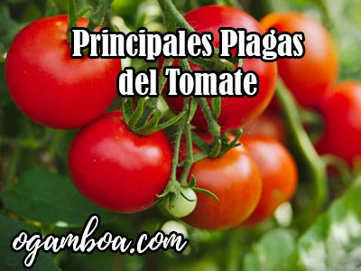 Principales plagas del tomate