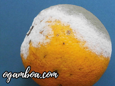 prevenir el moho de la naranja