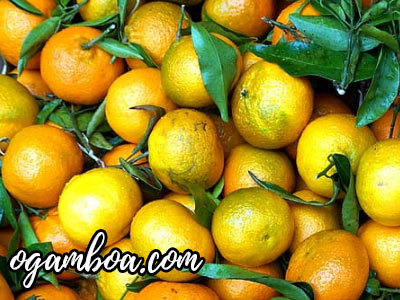 Control de plagas y enfermedades de citricos