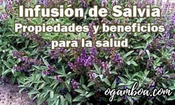 la infusion de salvia para que sirve