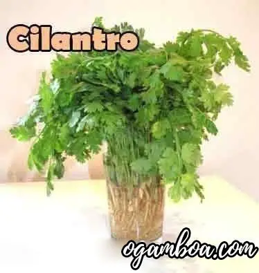 como se prepara la infusion de cilantro como planta medicinal