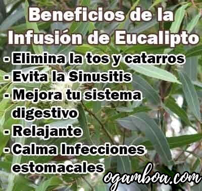 propiedades de la infusion de eucalipto te
