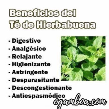 ᐈ】Té De Hierbabuena Beneficios Para La Salud, Como Prepararlo